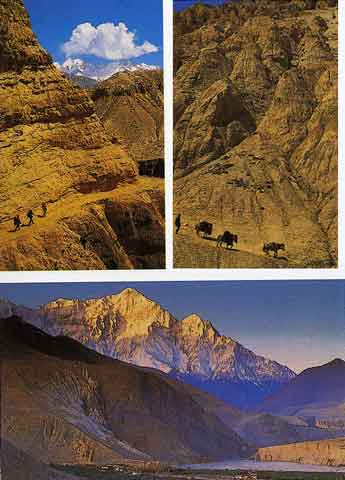 
Top left: Gorges between Chele and Geiling. Top right: caravan of Tibetan ponies. Bottom: Nilgiri from Chuksang. - Trekking in Himalayas book
